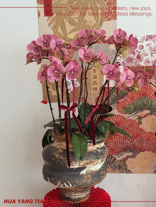 美好祝愿 · 蝴蝶兰盆栽 商品图0