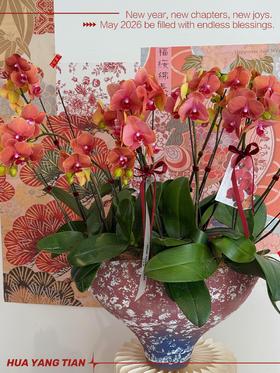 宏图大展 · 蝴蝶兰盆栽