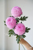 【新元素】海盛牡丹菊 多色可选  5枝/扎 商品缩略图5
