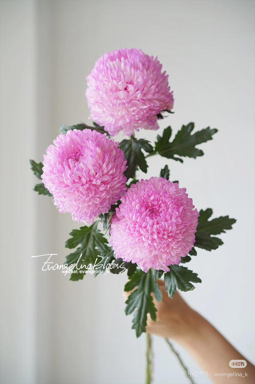 【新元素】海盛牡丹菊 多色可选  5枝/扎 商品图5