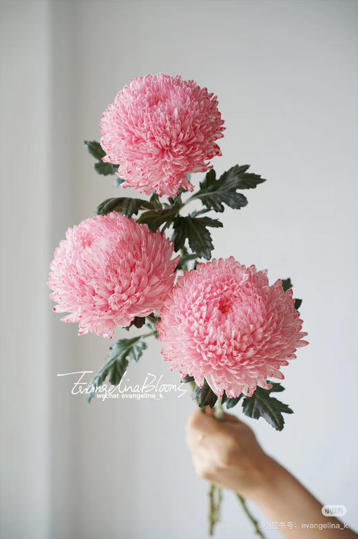 【新元素】海盛牡丹菊 多色可选  5枝/扎 商品图3