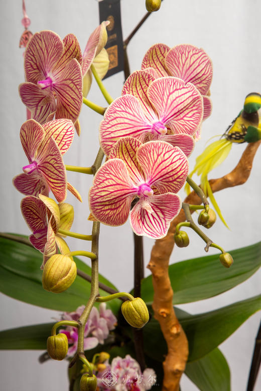 厩满马驹肥 商品图2