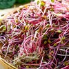 七彩萝卜苗 200g/份 商品缩略图3