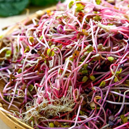 七彩萝卜苗 200g/份 商品图3