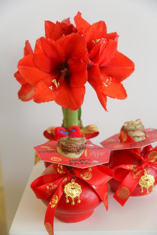 新年注定红神奇植物荷兰石蜡朱顶红 商品图0