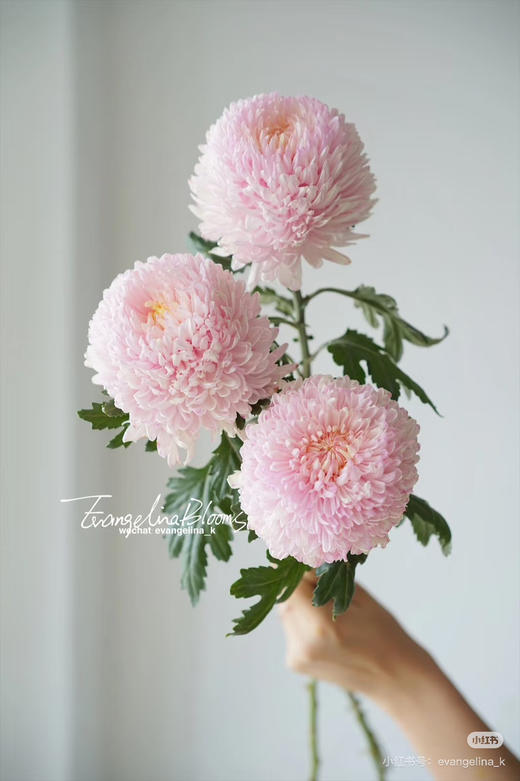 【新元素】海盛牡丹菊 多色可选  5枝/扎 商品图4