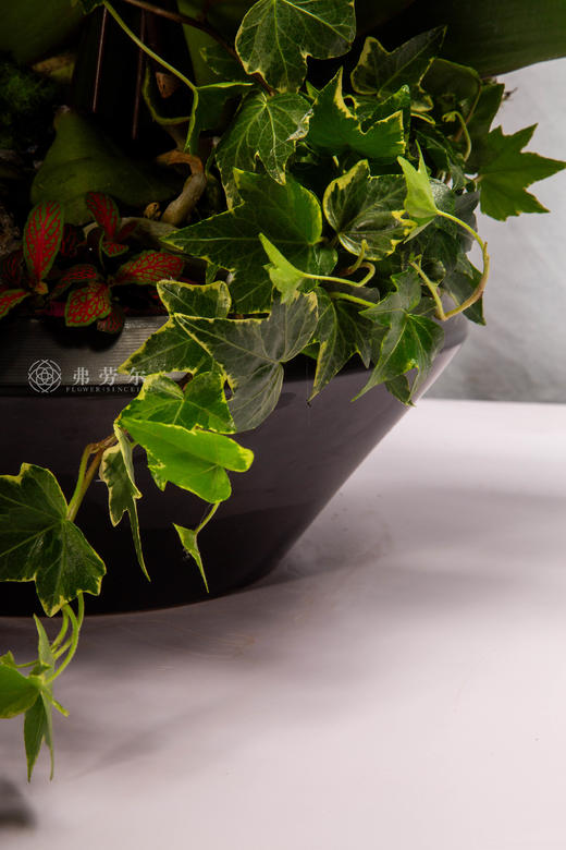 骏马归暖厩 商品图3