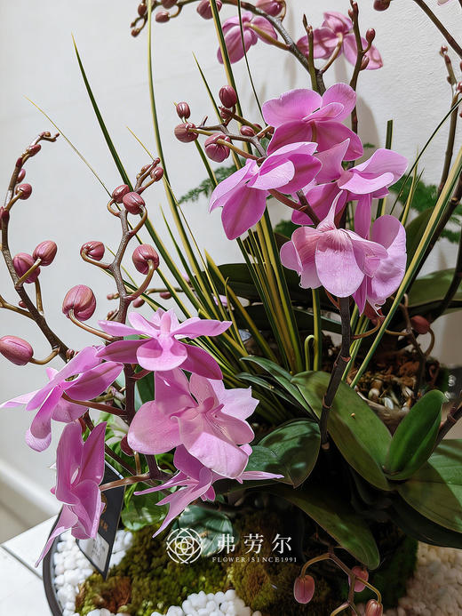 策马扬鞭 商品图2