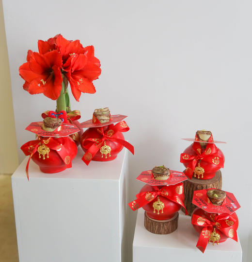 新年注定红神奇植物荷兰石蜡朱顶红 商品图7