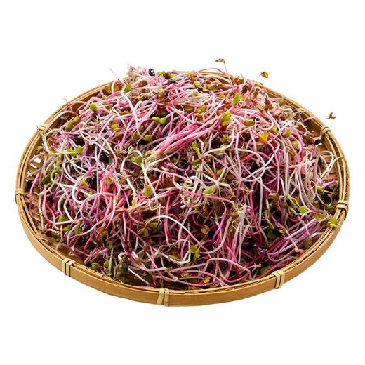 七彩萝卜苗 200g/份 商品图2