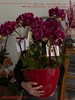 富贵满堂 · 蝴蝶兰盆栽 商品缩略图2