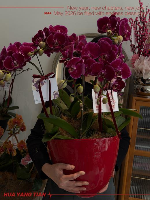 富贵满堂 · 蝴蝶兰盆栽 商品图2