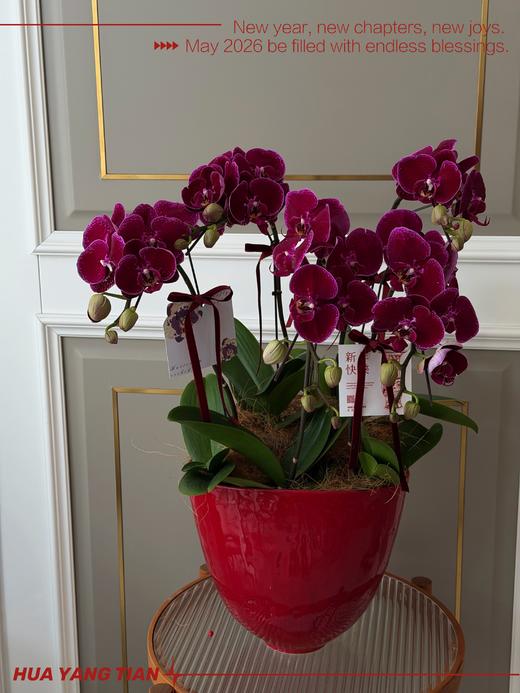 富贵满堂 · 蝴蝶兰盆栽 商品图1