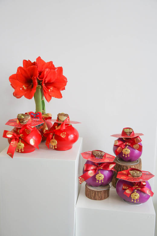 新年注定红神奇植物荷兰石蜡朱顶红 商品图2