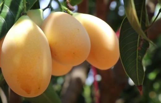 泰国枇杷芒 商品图1