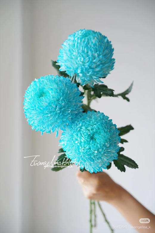 【新元素】海盛牡丹菊 多色可选  5枝/扎 商品图6