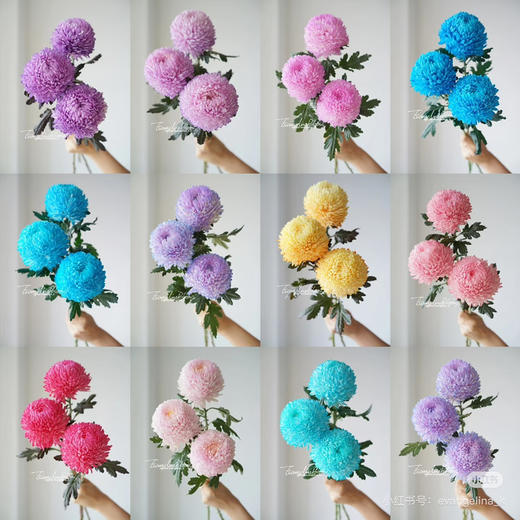 【新元素】海盛牡丹菊 多色可选  5枝/扎 商品图0