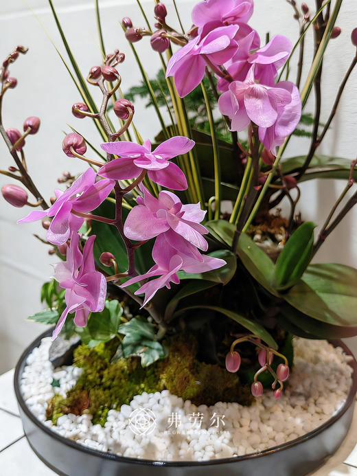 策马扬鞭 商品图1