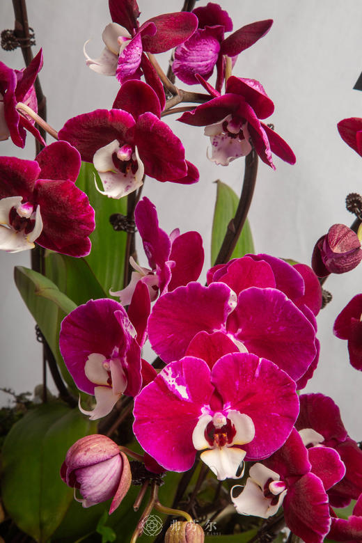 家兴马也欢 商品图2