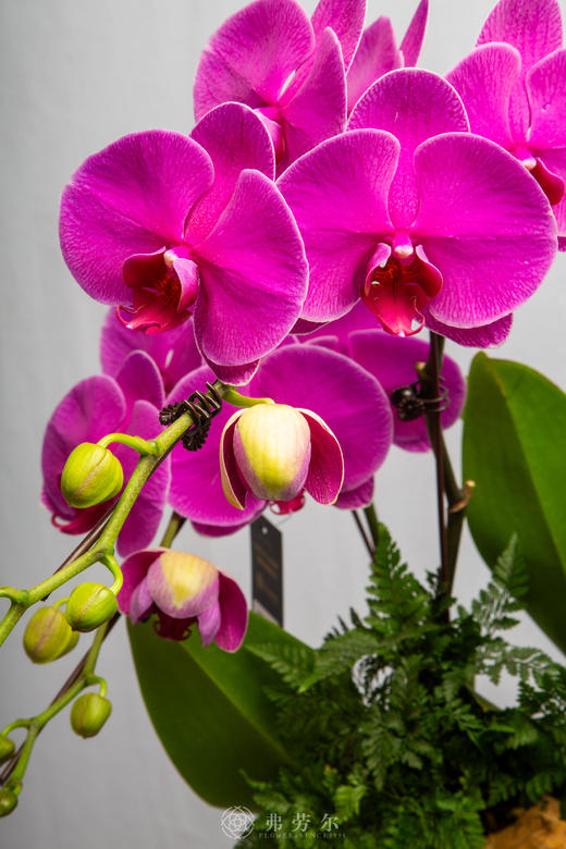 马鞍载安康 商品图2