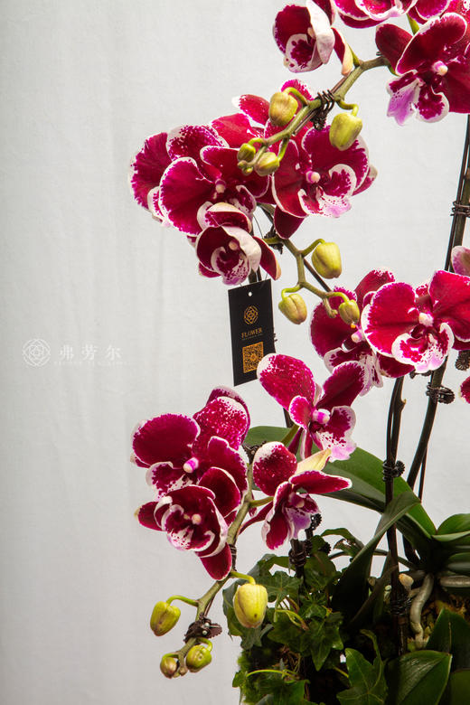 身健如骏马 商品图2