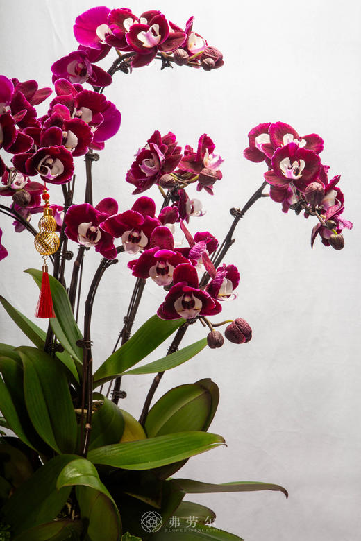 骏马归暖厩 商品图2