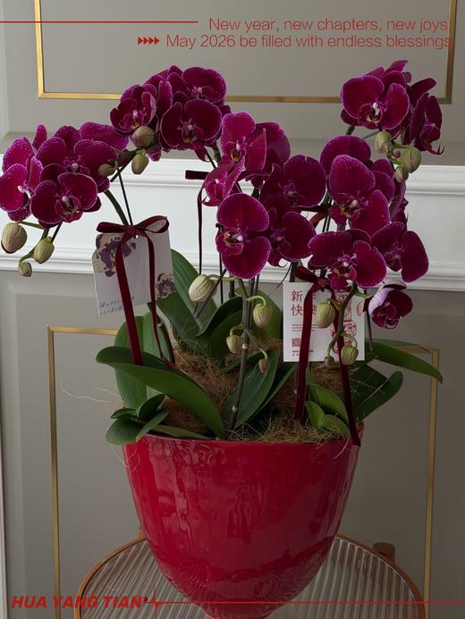 富贵满堂 · 蝴蝶兰盆栽 商品图0
