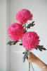 【新元素】海盛牡丹菊 多色可选  5枝/扎 商品缩略图2