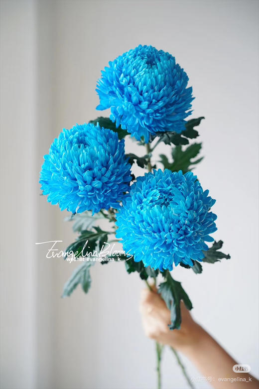 【新元素】海盛牡丹菊 多色可选  5枝/扎 商品图7