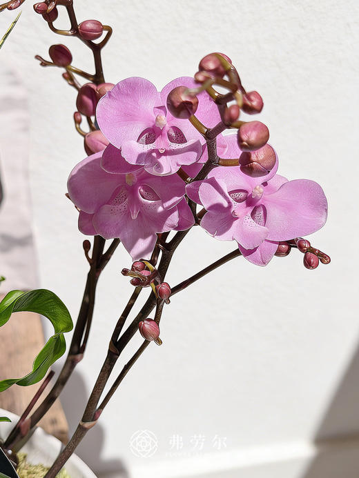 马壮人强 商品图1