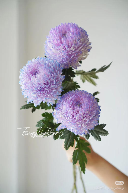 【新元素】海盛牡丹菊 多色可选  5枝/扎 商品图1