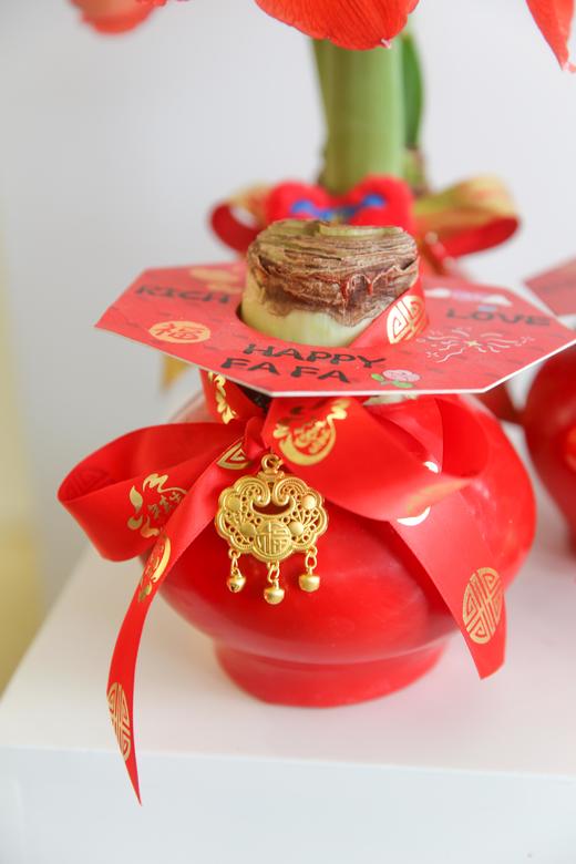 新年注定红神奇植物荷兰石蜡朱顶红 商品图1