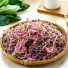 七彩萝卜苗 200g/份 商品缩略图0