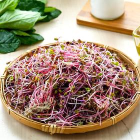 七彩萝卜苗 200g/份