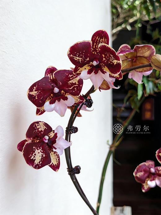 福寿安康 商品图1