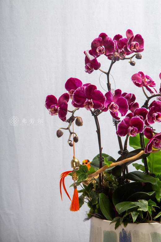 码上喜相逢 商品图2