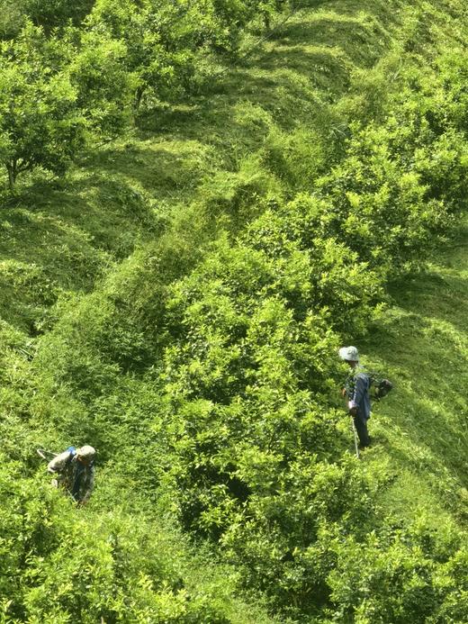 版纳春种植园·茶壤柑，4斤装礼盒：果径60-70mm，七年坚守，只为这一口山泉浇灌的清甜，自然生长不套袋，接受阳光雨露，花皮是山谷风的吻痕（介意外观慎拍） 商品图4