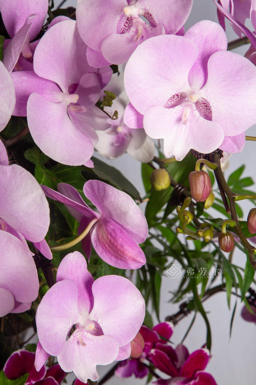 骏马踏歌来 商品图3