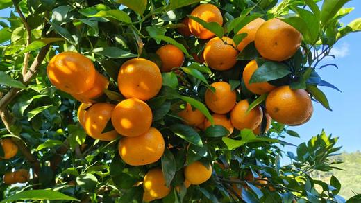 版纳春种植园·茶壤柑，4斤装礼盒：果径60-70mm，七年坚守，只为这一口山泉浇灌的清甜，自然生长不套袋，接受阳光雨露，花皮是山谷风的吻痕（介意外观慎拍） 商品图2