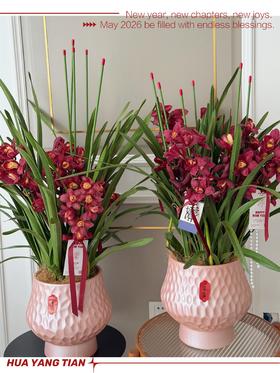 如意随心 · 大花蕙兰盆栽