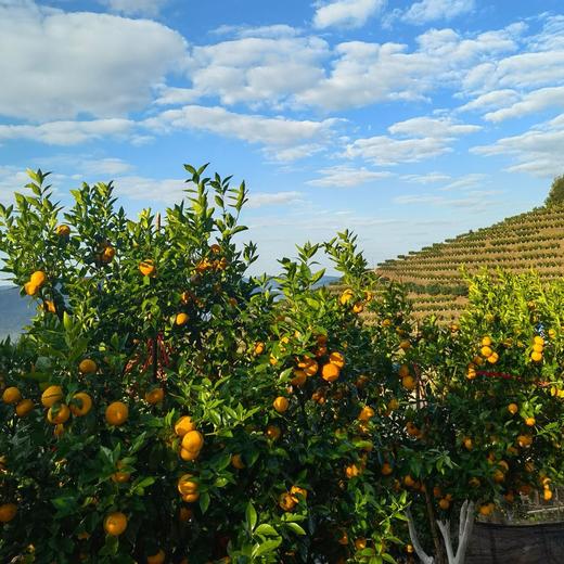 版纳春种植园·茶壤柑，4斤装礼盒：果径60-70mm，七年坚守，只为这一口山泉浇灌的清甜，自然生长不套袋，接受阳光雨露，花皮是山谷风的吻痕（介意外观慎拍） 商品图5