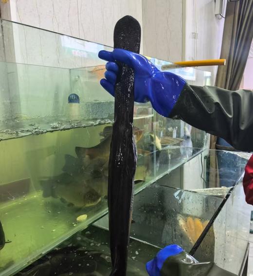 打氧鸭嘴鲟一条 商品图1