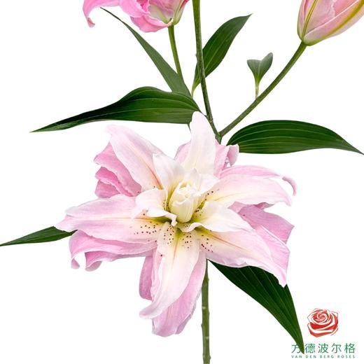 VDB百合-戴安娜 5枝一扎 商品图0