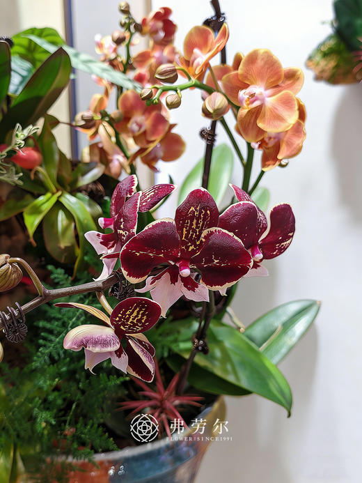 安居乐业 商品图1