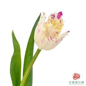 【毛边郁金香】 玛格特 10枝一扎