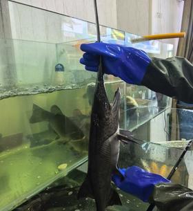 打氧鸭嘴鲟一条