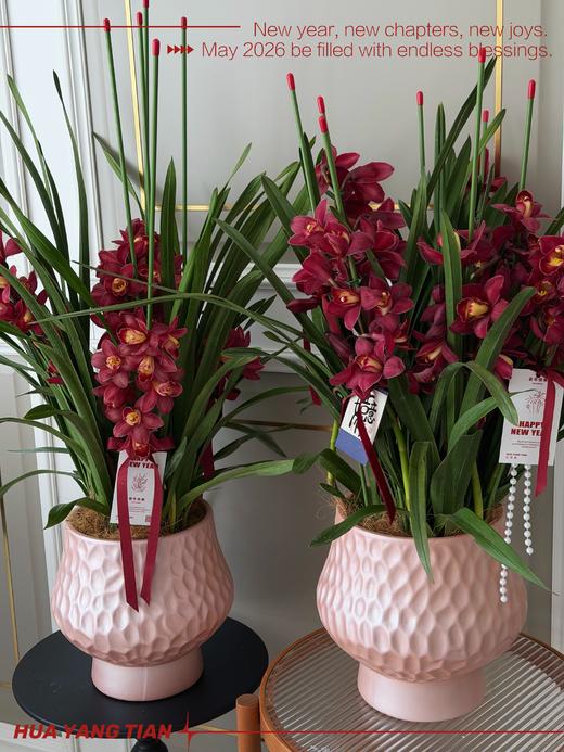 如意随心 · 大花蕙兰盆栽 商品图1