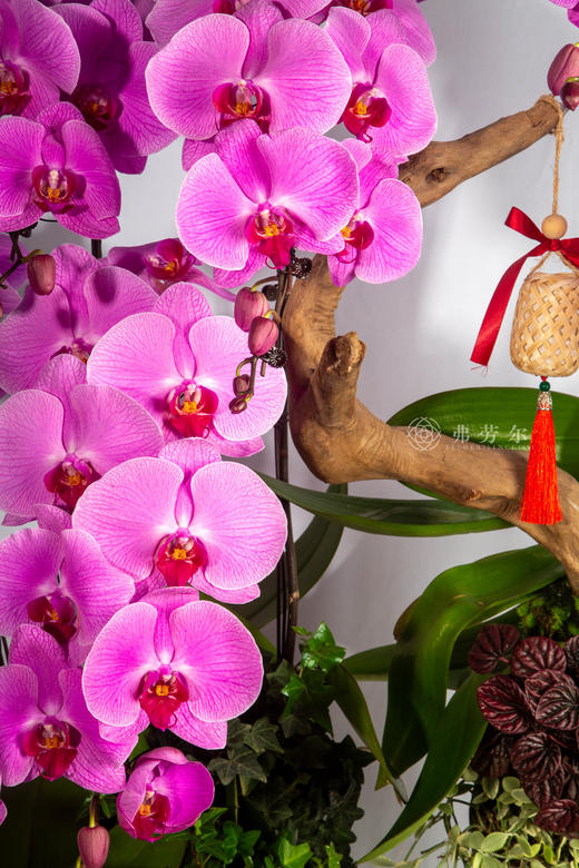 玛瑙映华堂 商品图2