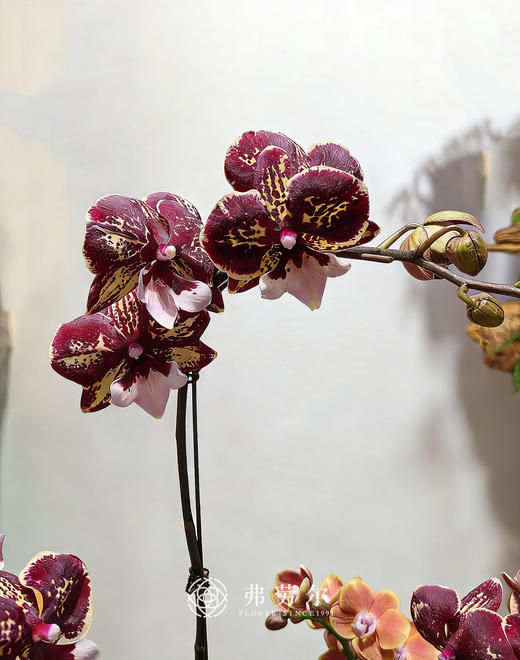 福寿安康 商品图2