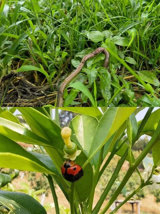版纳春种植园·茶壤柑，4斤装礼盒：果径60-70mm，七年坚守，只为这一口山泉浇灌的清甜，自然生长不套袋，接受阳光雨露，花皮是山谷风的吻痕（介意外观慎拍） 商品图3